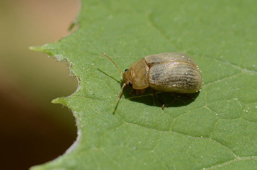 Chrysomelidae? S.  Gonioctena sp.